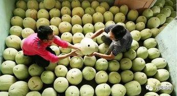 三白瓜煮着吃,养生佳品，暖胃滋补新体验