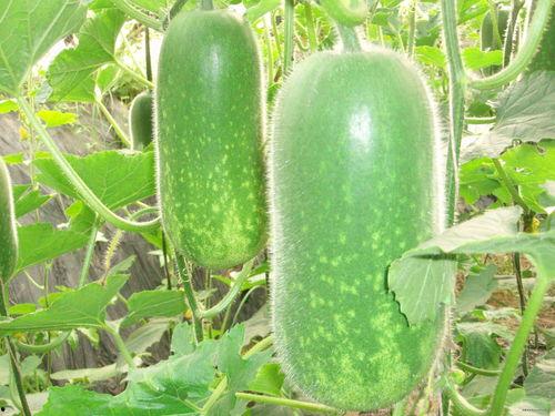 星恒吃瓜,揭秘娱乐圈幕后真相