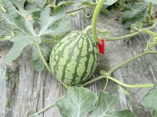 用长瓜特效吃瓜,吃瓜新体验，揭秘瓜界新潮流